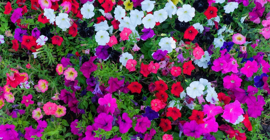 Petunias add color to low-maintenance flower beds.