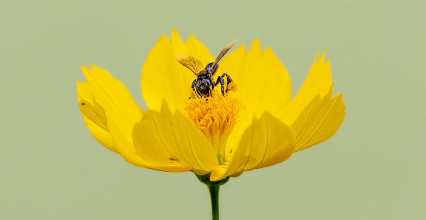 A bee pollinates a flower.