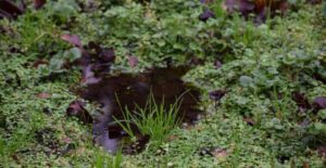 Puddles may indicate a low spot in your yard.