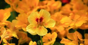 Nasturtiums have bright orange leaves.