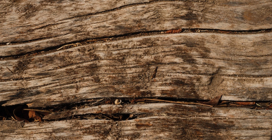 Wood rot is discolored, soft, and swollen.