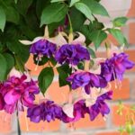 Add Color to Your Garden With a Fuchsia Plant