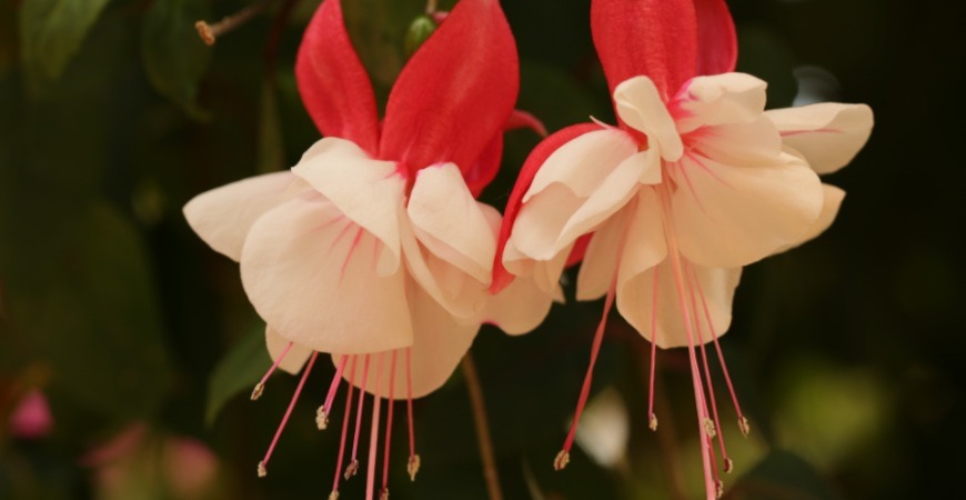 A pink and red fuchsia plant.