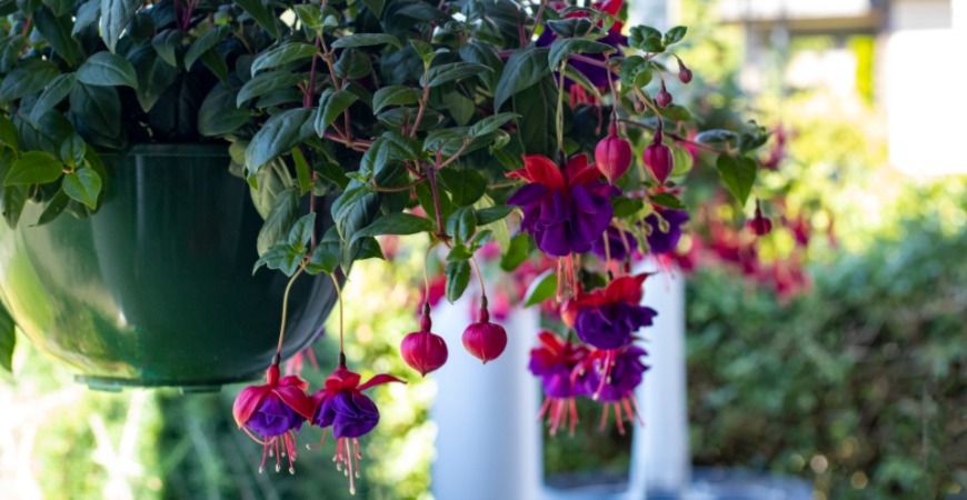 A fuchsia plant in a hanging planter.