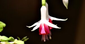 A red and white fuchsia bloom.