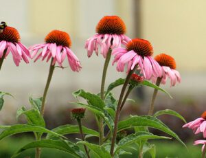 Cone flowers are perfect for a low maintenance garden.