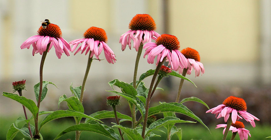 Cone flowers are perfect for a low maintenance garden.