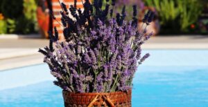 Potted lavender near a pool