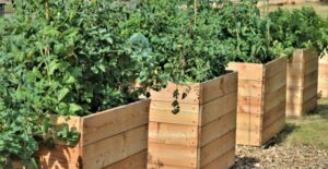 A row of raised garden beds