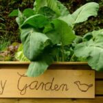 Making the Most of Your Raised Garden Beds
