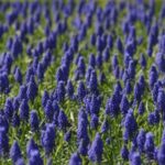 Hyacinth flower fields
