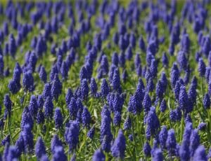 Hyacinth flower fields