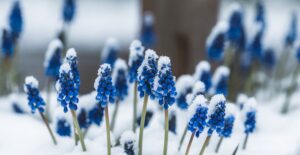 Hyacinth flowers sprouting through snow