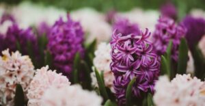 A variety of hyacinth flowers