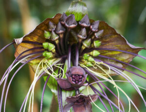 The black bat flower has a unique, spooky appearance.