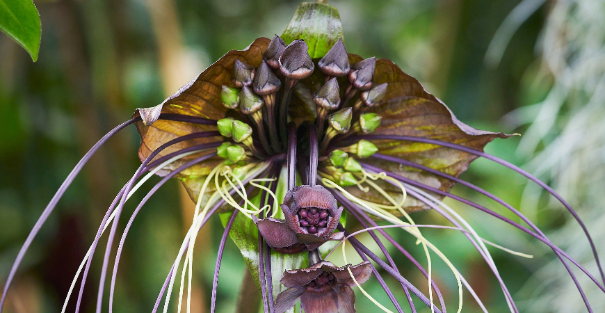 The black bat flower has a unique, spooky appearance.