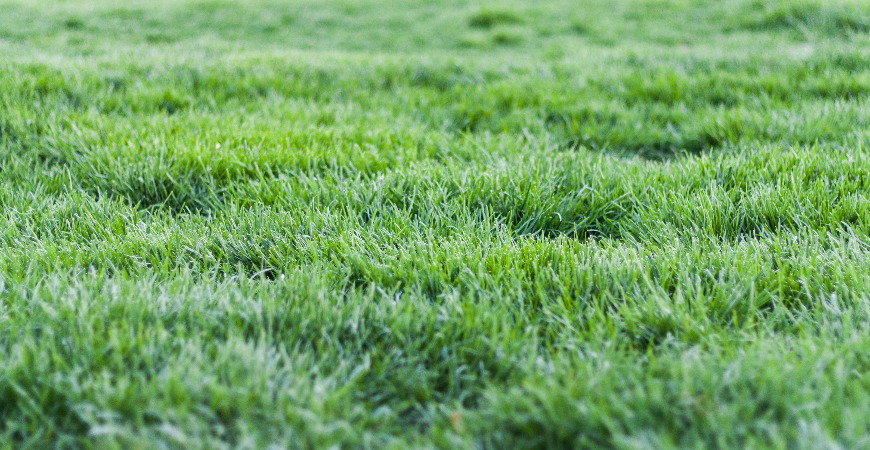 Get your grass ready to grow in spring by winterizing your lawn.