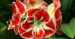 Amaryllis flowers are one of our favorite Christmas planter ideas.