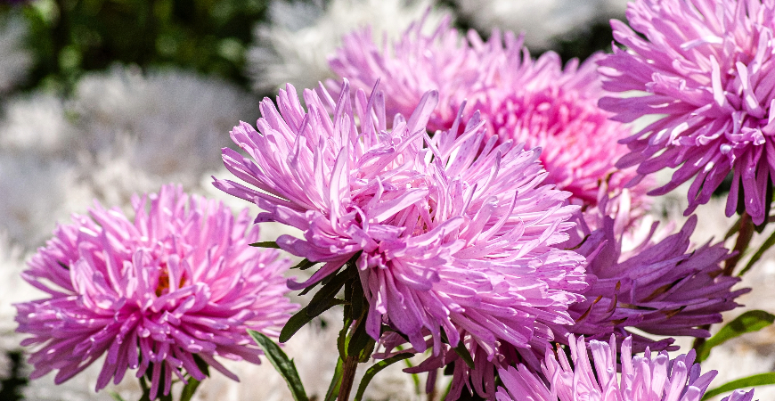 Autumn asters make for vibrant Thanksgiving flowers