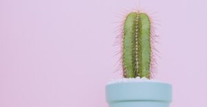 Cacti can thrive inside over winter.