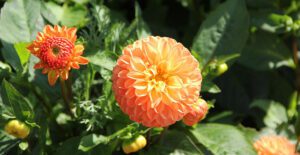 Dahlias make a delightful Thanksgiving flower with their orange blooms.