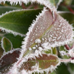 Bring plants inside protects them from frost.