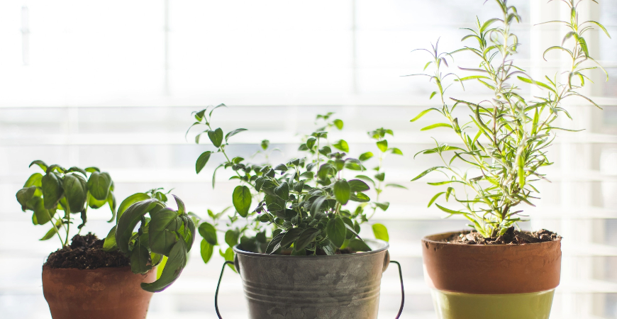 An indoor herb garden can add new flavors to old traditions.