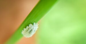 A mealybug hides on a plant.
