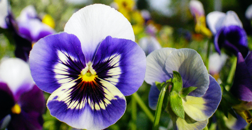Pansy flowers look like an upturned smiling face.