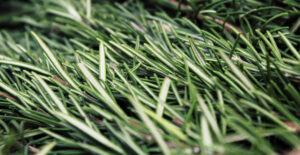 Rosemary can resemble a Christmas tree up close.