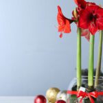 Amaryllis makes a perfect addition to your holiday floral arrangement.