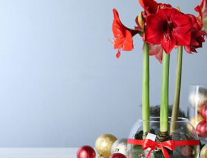 Amaryllis makes a perfect addition to your holiday floral arrangement.