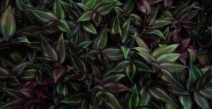 Tradescantia zebrinas grow dense.
