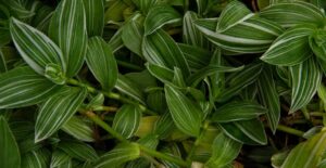 Inch plant varietals have different colors.