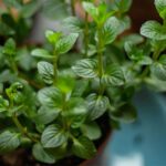 Attack Cold and Flu Season With Herbs From Your Garden