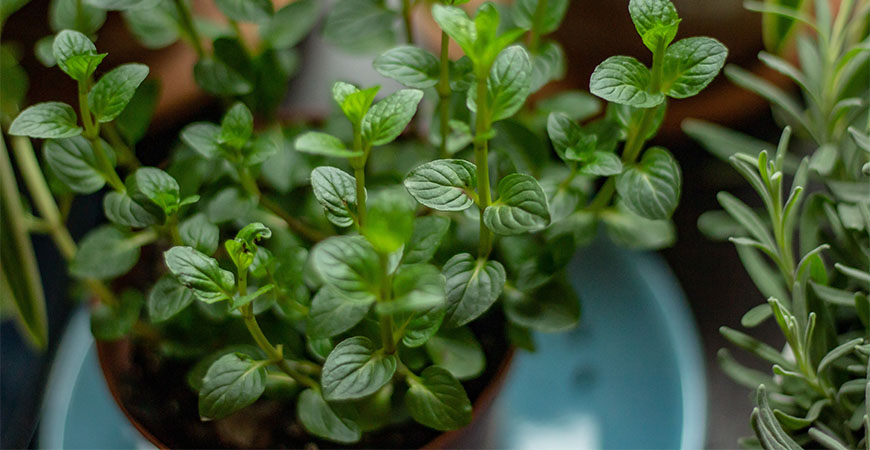 Mint is a great herb to boost your immune system.