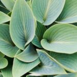 Hosta Companion Plants: A Beginner’s Guide