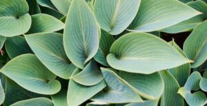 A thriving hosta plant.
