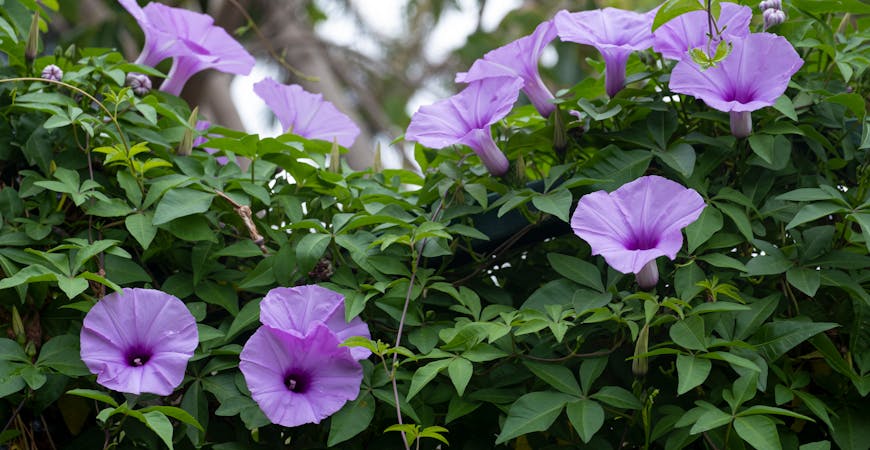 Morning glories greet the sun with full blooms.