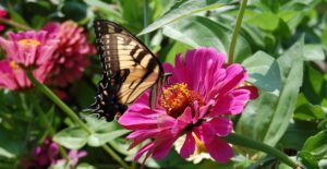Zinnia flowers bloom quickly and attract pollinators.