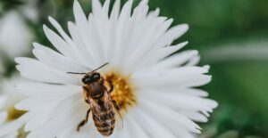 Asters are often planted in pollinator gardens.