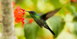 A pollinator garden can attract hummingbirds.