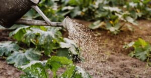 Watering deeply can help reduce heat stress.