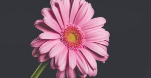 Gerbera daisies offer wide blooms and vivid colors.