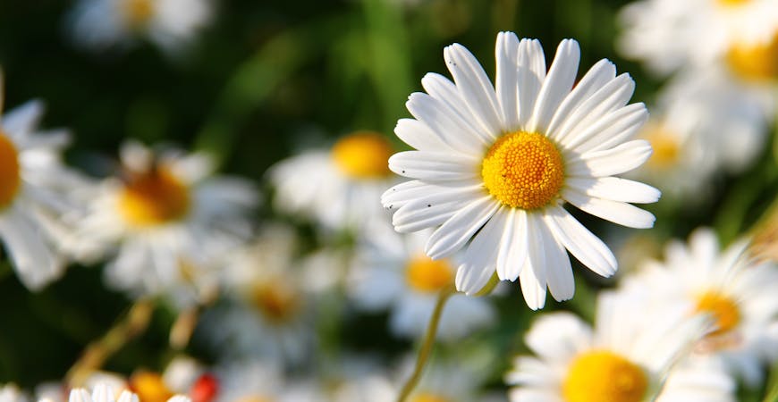 Shasta daisies have almost uniformly white blooms.