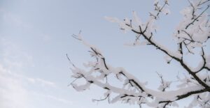 Heavy snowfall can cause tree branches to break and fall.